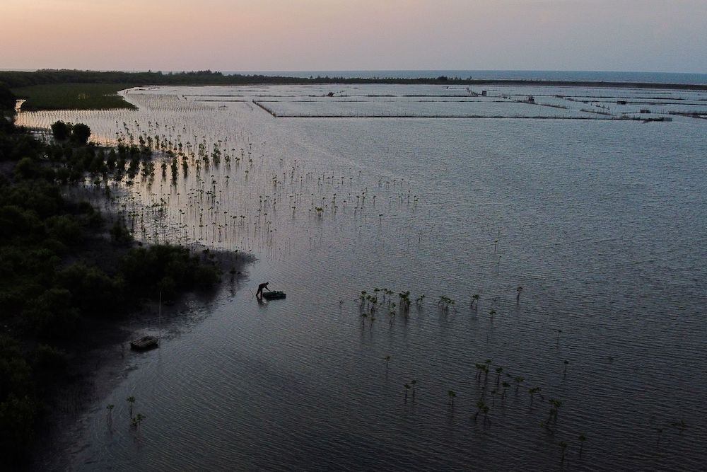 A local pond farmer is seen among the newly planted mangrove trees at Tiris beach during sunset in Pabeanilir village, Indramayu regency, West Java province, Indonesia March 11, 2021. u00e2u20acu201d Reuters pic