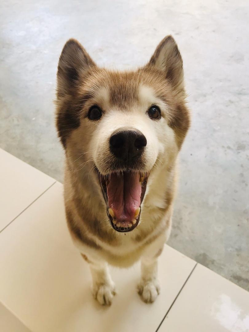 Independent rescuer Jady Ong is now concentrating on getting Honey the husky well after a vet diagnosed her as suffering from pyometra, prolapsed vagina and cancer. — Picture courtesy of Jady Ong