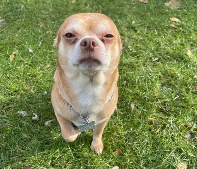 Prancer the chihuahua has gone viral on social media after its rescuer put up a hilarious adoption post. u00e2u20acu201d Photo via Facebook/ Tyfanee Fortuna