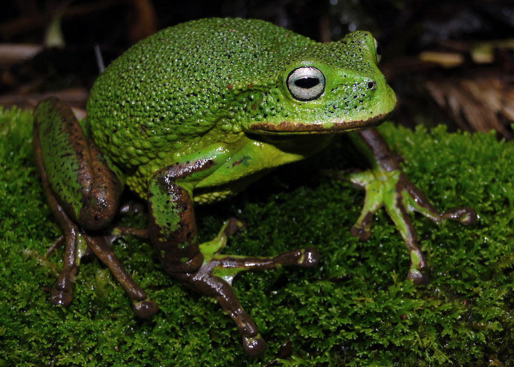 Picture released by the Peruvian National Service of Protected Natural Areas of a new species of marsupial frog in a protected area of the Amazon region, in northeastern Peru. u00e2u20acu201d AFP pic