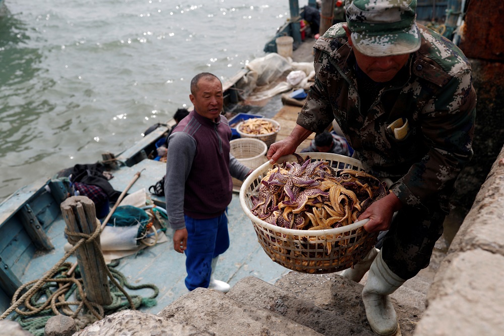 A fisherman carries starfish ashore at a wharf on the coast of Qingdao, Shandong province, China, following an oil spill in the Yellow Sea caused by a collision between tanker A Symphony and bulk vessel Sea Justice off Qingdao port, April 28, 2021. u00e2u20acu201d Re