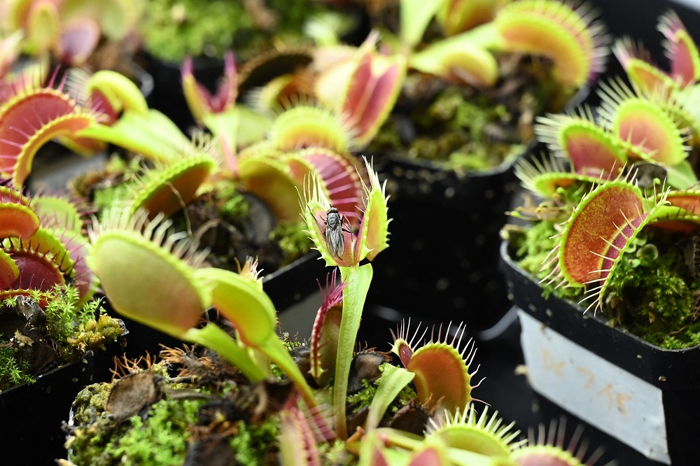 A dead fly trapped inside a Venus flytrap plant, used to test an electrode attached on the surface of the plant at a labouratory in Singapore. u00e2u20acu201d AFP pic nn