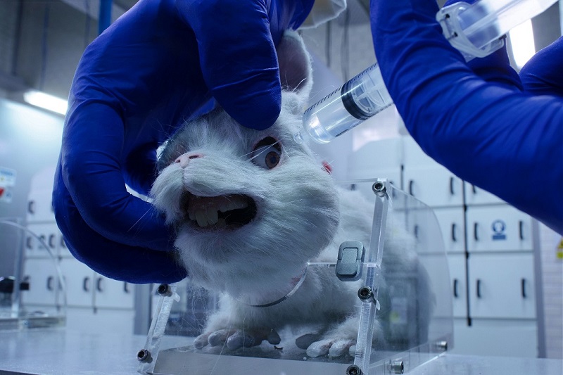 The animal welfare charity teamed up with Hollywood to produce a short film u00e2u20acu02dcSave Ralphu00e2u20acu2122 to end animal testing once and for all.  u00e2u20acu201d  Picture courtesy of Humane Society International
