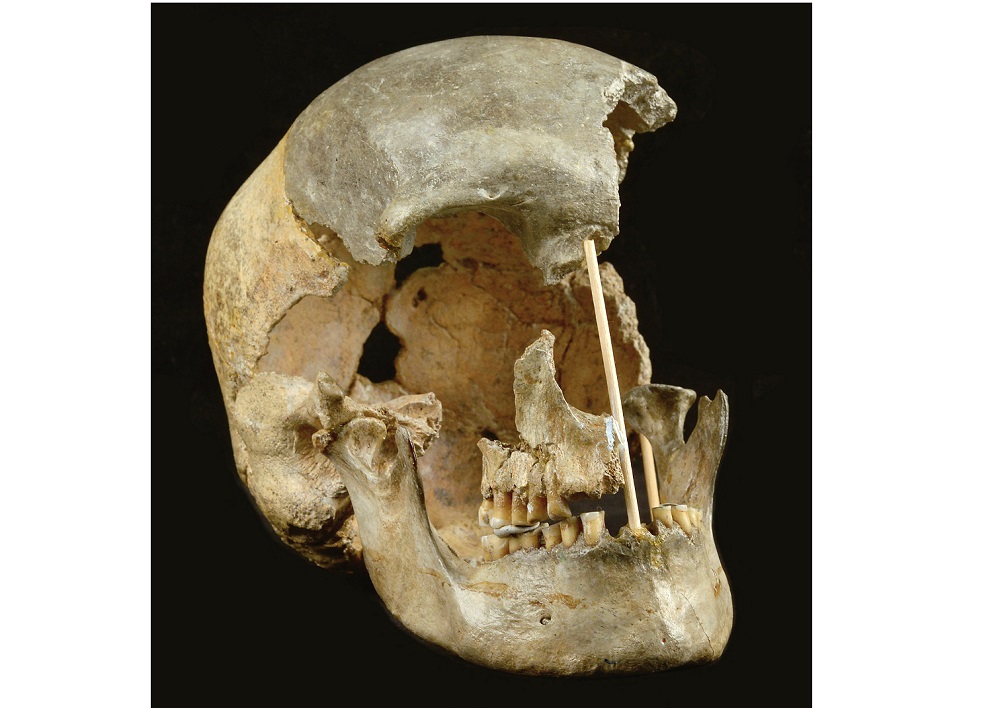 This handout picture released on April 7, 2021, by the National Museum of Prague shows the skull of a modern human female individual from Zlaty kun. u00e2u20acu201d Picture courtesy of Prague National Museum via AFP 