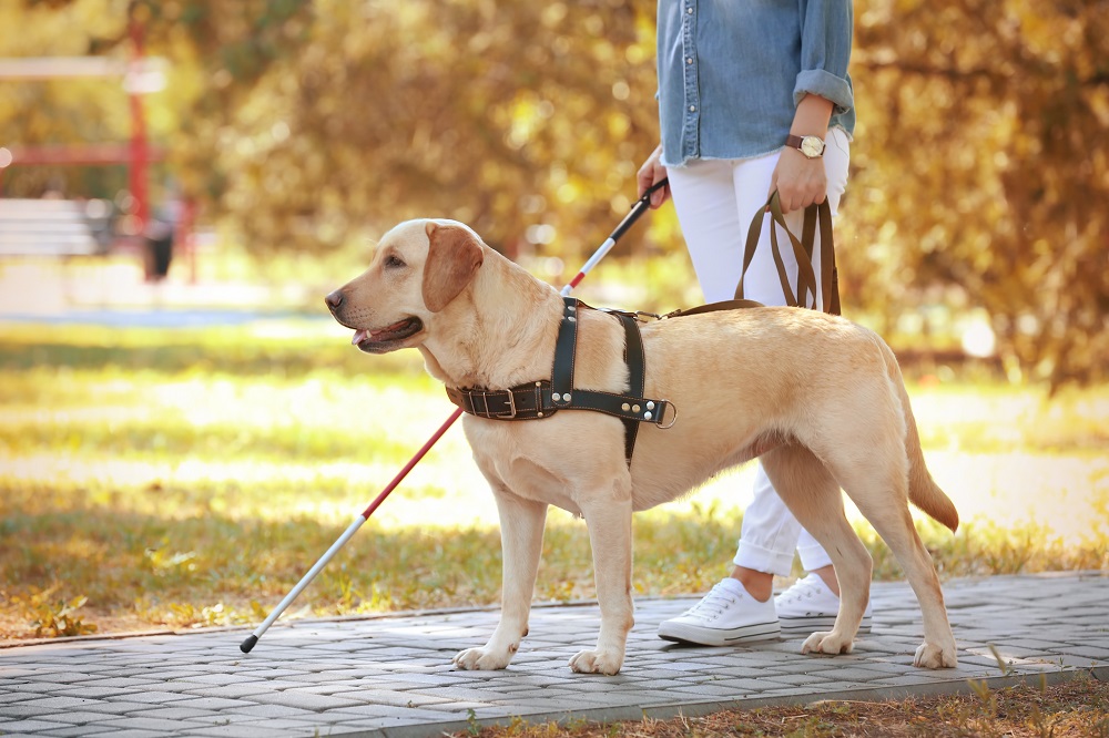 Robotic guide dogs could be used to help the partially sighted. u00e2u20acu201d Shutterstock pic via ETX Studio