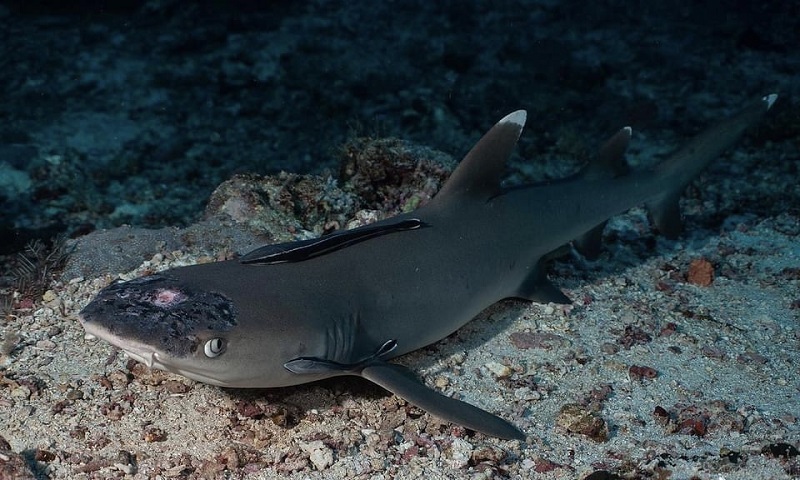 Underwater photographer and naturalist Jason Isley said that white patches first appeared on the sharksu00e2u20acu2122 heads last year, with a marked deterioration in the past few months. u00e2u20acu201d Pictures courtesy of Jason Isley