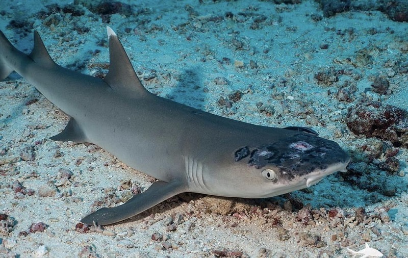 Isley said that he noticed the patches on all the sharks he encountered during his recent dive trips. — Pictures courtesy of Jason Isley