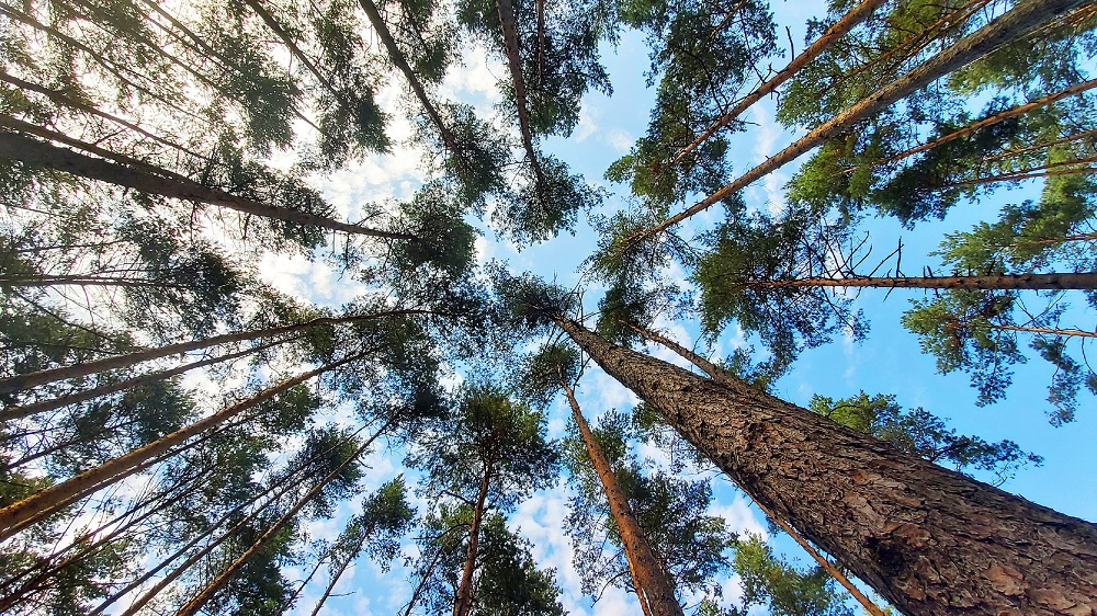 Noise pollution poses a long-term risk to tree populations and plant diversity that may persist even after the sources of excess noise are removed. u00e2u20acu201d Shutterstock pic via ETX Studio