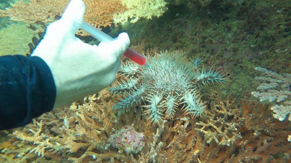 Vinegar injected into the crown-of-thorns starfish to kill them immediately and effectively. — Picture courtesy of Dive Rangers