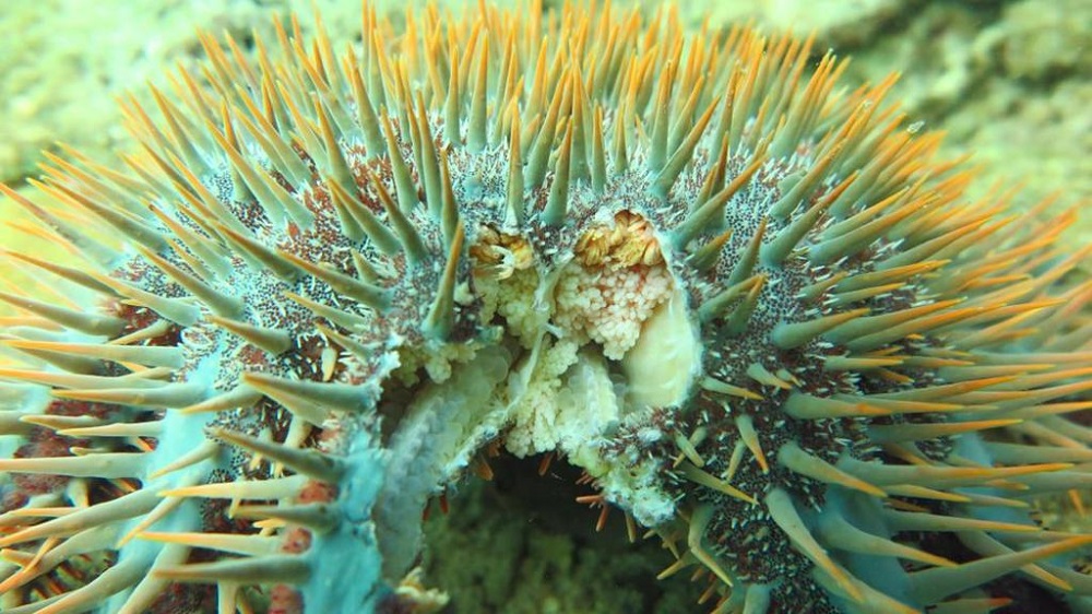 Scientists say the crown-of-thorns starfish could ingest 10 metre square of corals per year and an outbreak could see the collapse of a healthy coral reef in a short time. u00e2u20acu201d Picture courtesy of Dive Rangers