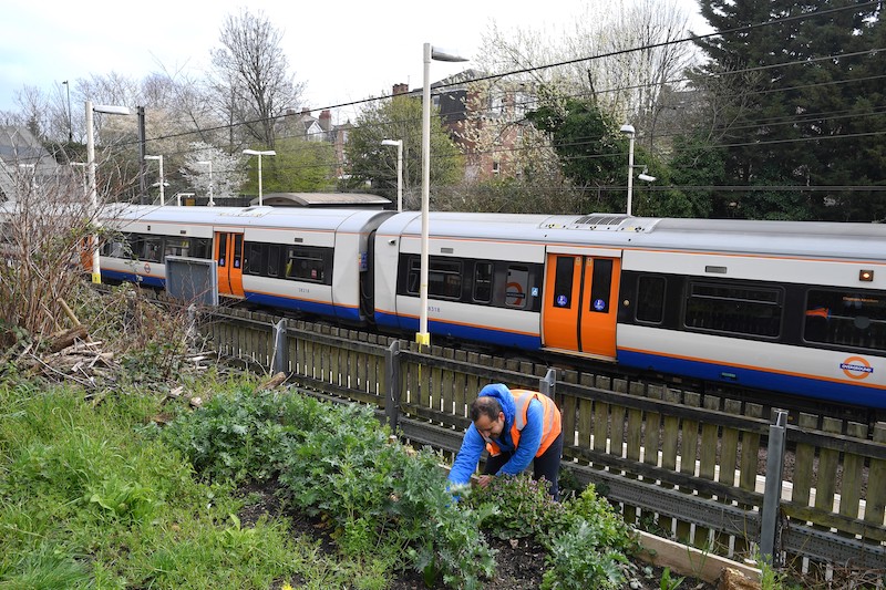 Founder of Energy Garden Agamemnon Otero tends to a herb and vegetable section near the platform at Brondesbury Park Overground train station in north west London March 24, 2021. u00e2u20acu201d AFP pic