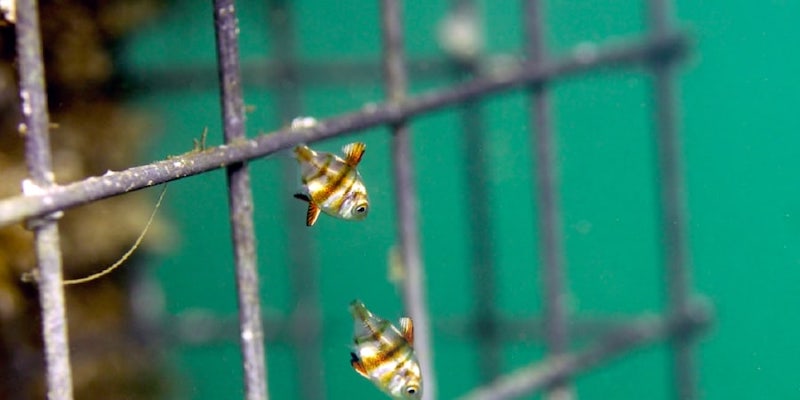 BioHut, home sweet home for little fish at Monaco. u00e2u20acu201d Picture courtesy of Ecocean / Energy Observer Solutions