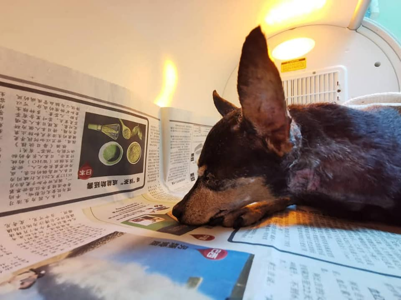 The blind pinscher was placed in an incubator at a Ipoh veterinarian clinic as its body temperature was dropping during its stay at the clinic. u00e2u20acu201d Photo via Facebook
