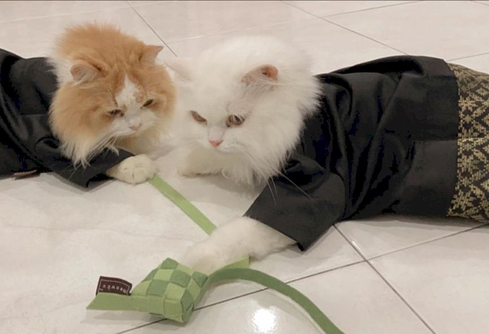 Dress up your cats in these cute Baju Melayu designs available at online shop Meowkushop. u00e2u20acu201d Picture via Raja Nur Alya