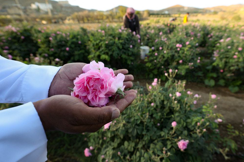 A worker at the Bin Salman farm hold a Damascena (Damask) rose in his hand, used to produce rose water and oil, in the western Saudi city of Taif. u00e2u20acu201d AFP pic