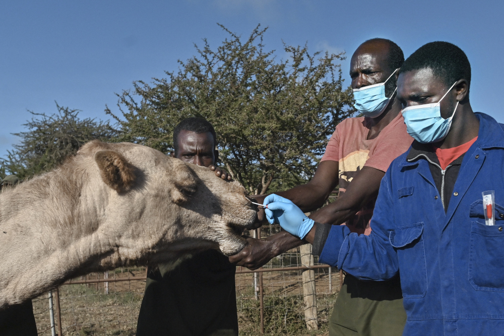 Sospeter Wambugu (right), a veterinary technologist, administers a nasal swab on a female camel at the Kapiti plains ranch, located in Machakos County, on March 24, 2021. u00e2u20acu201d AFP pic