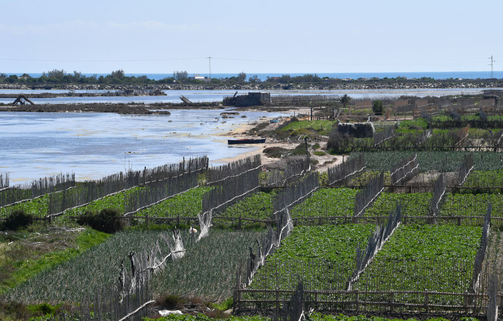 Farmers near a seaside lagoon in northern Tunisia are fighting to preserve a unique, traditional irrigation system that has sparked renewed interest as North Africau00e2u20acu2122s water shortages intensify. u00e2u20acu201d AFP pic