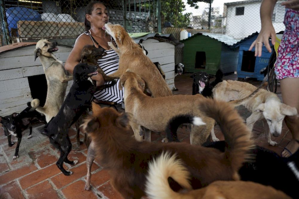 Cuban Noris Perez plays with dogs at a private animal shelter in Havana, on September 29, 2020. u00e2u20acu201d AFP pic