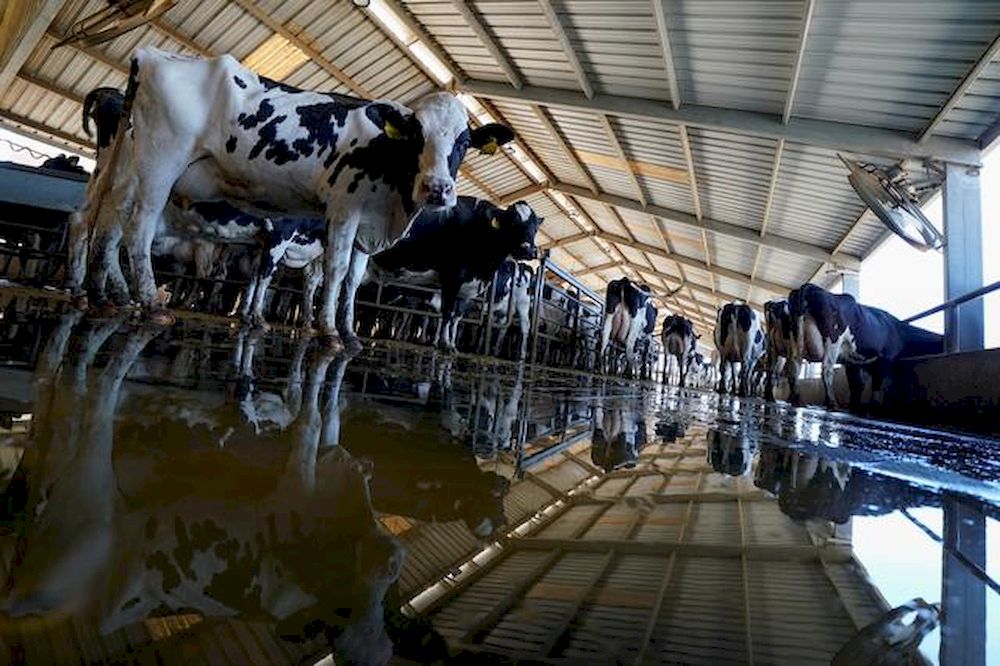 Representative picture of cows after milking at a dairy farm in Pixley, California, US, October 2, 2019. u00e2u20acu201d Reuters pic