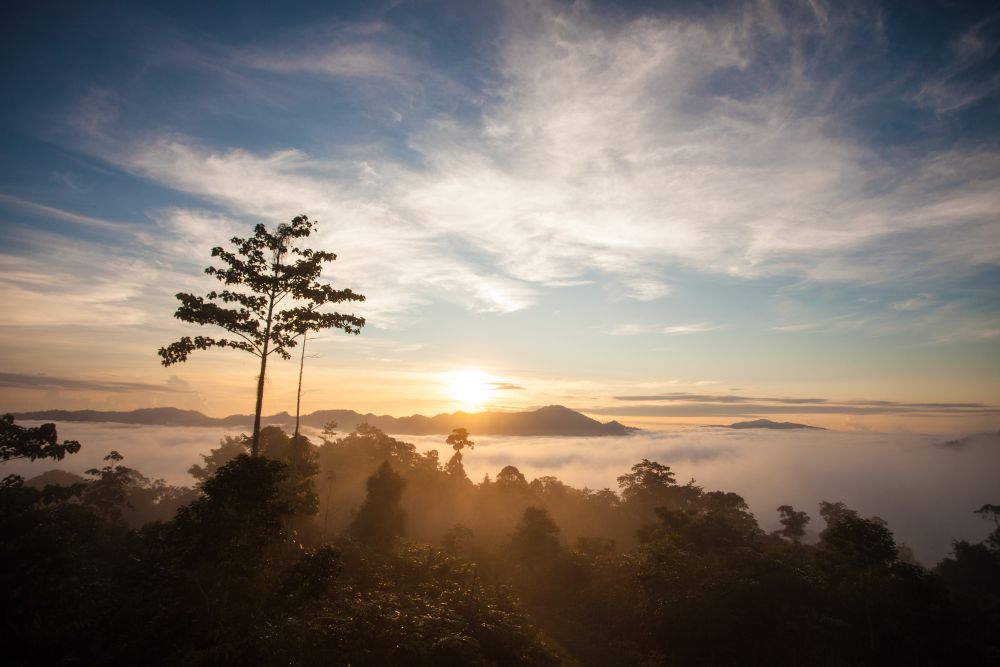 A picturesque view of Danum Valley in Sabah. — Picture courtesy of WWF-Malaysia/Lee Shan Khee