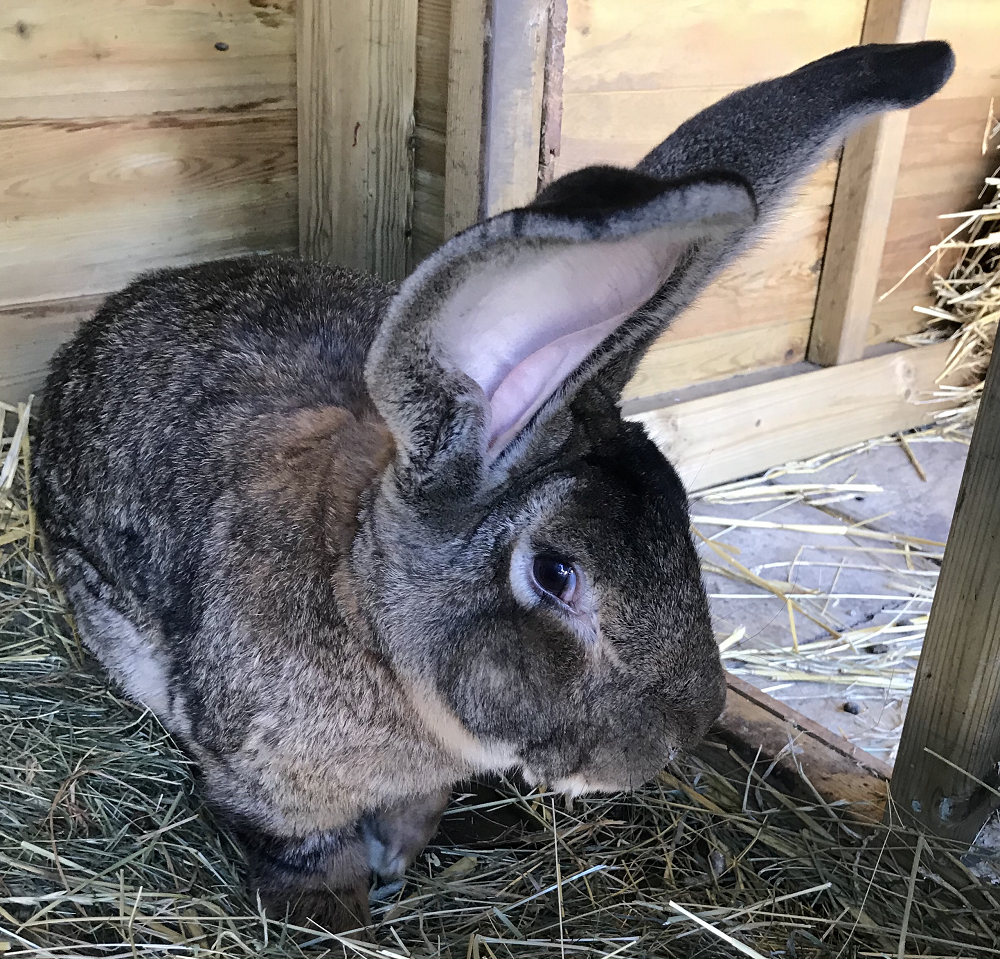Darius, a continental giant rabbit, has been reported stolen from his home at Stoulton, Worcestershire over the weekend. u00e2u20acu2022 Picture via West Mercia Police