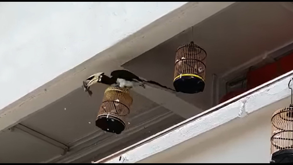 Feeling peckish: The omnivorous bird went viral after it was caught on camera attacking a small songbird. u00e2u20acu201d Screengrab from Facebook/Bobbytok Bob