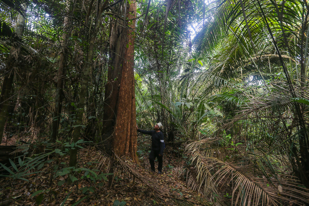 Samsul Anak Senin looks at the plants that grow in the Kuala Langat North forest reserve at Kampung Orang Asli Busut in Banting April 22, 2021. u00e2u20acu201d Picture by Yusof Mat Isa
