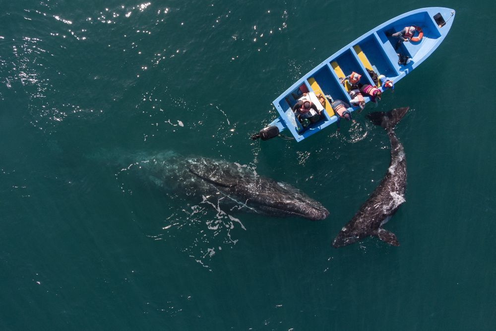 Aerial view of gray whales swimming near a whale watching boat at Ojo de Liebre Lagoon in Guerrero Negro, Baja California Sur state, Mexico March 27, 2021. u00e2u20acu201d  AFP pic