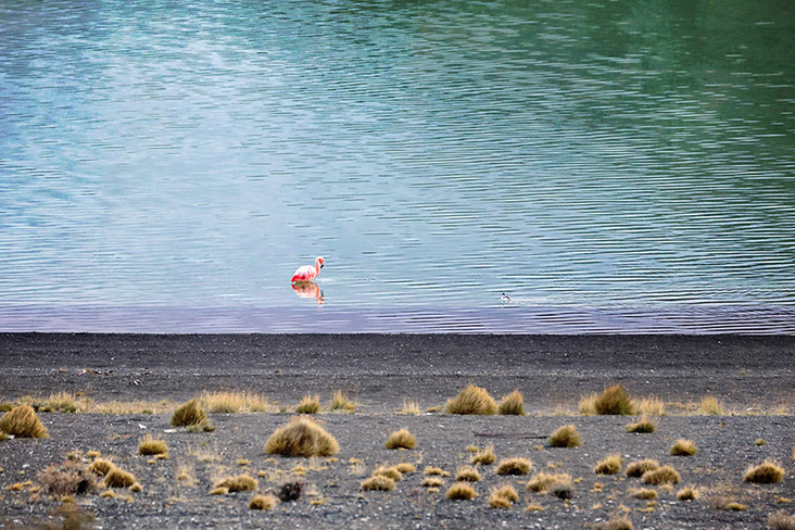 Standing alone isn’t all bad; certainly this flamingo is enjoying the solitude and the view.