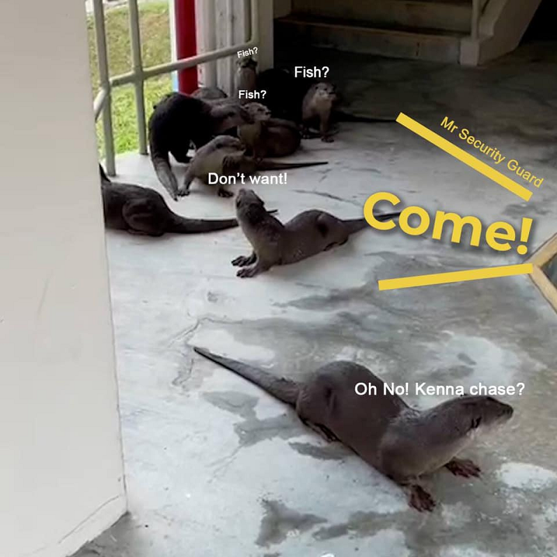 A visit by a family of otters to Singapore's Education Ministry was cut short after their presence was detected by the ministry's security personnel. u00e2u20acu2022 Picture via Facebook/ Ministry of Education, Singapore 