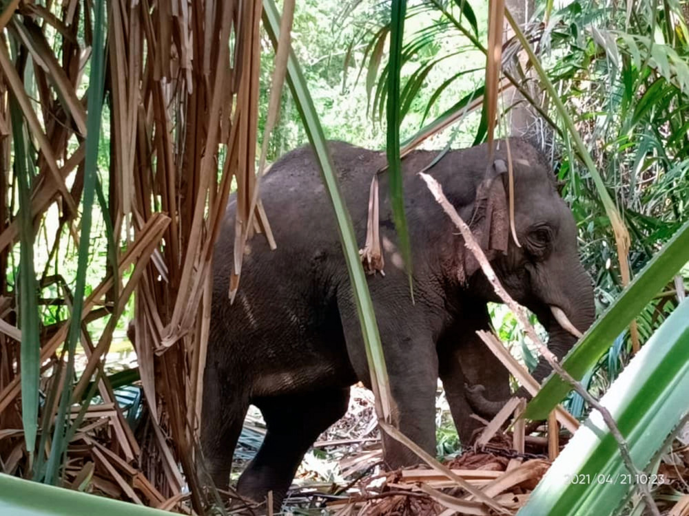 Johor Perhilitan director Salman Saaban said that the elephants were captured after the department received complaints from the public regarding a herd of elephants found roaming in the forest area near the camp staff quarters. u00e2u20acu201d Bernama pic
