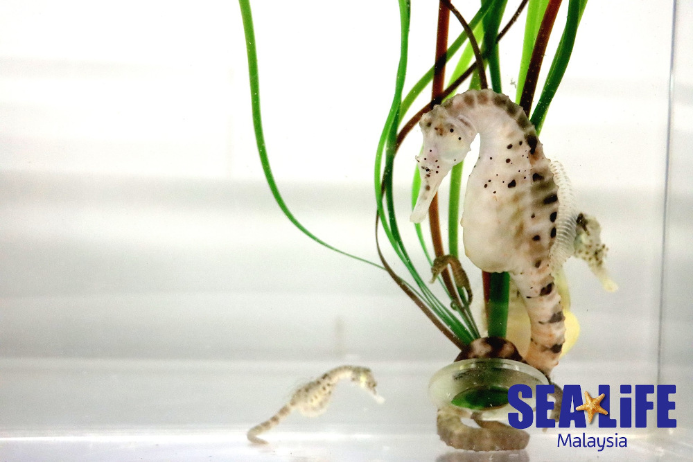 The pot-bellied seahorse gets its name from its distinct rotund appearance. u00e2u20acu201d Picture courtesy of Sea Life Malaysia