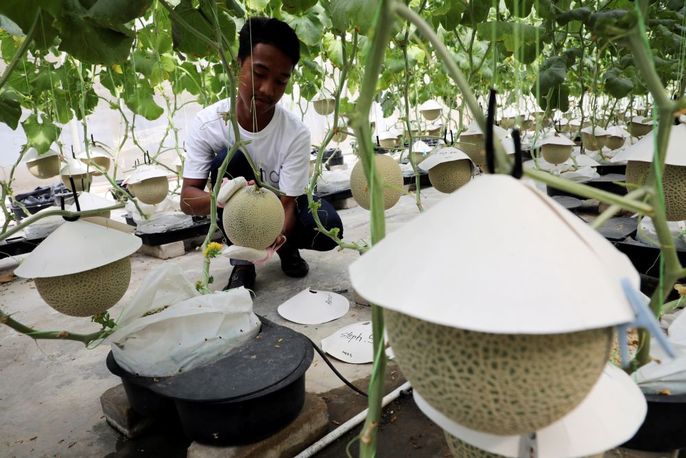 A farmer polishes a Japanese muskmelon with facial pads at Mono Farm in Putrajaya April 8, 2021. — Reuters pic
