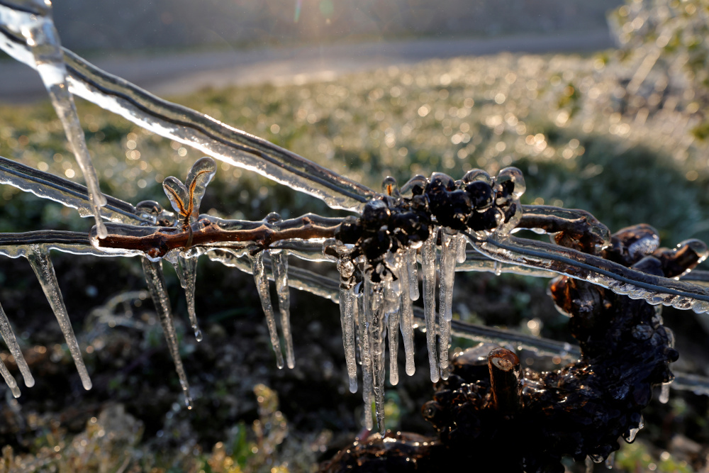 Water is sprayed in the morning to protect vineyards from frost damage outside Chablis April 7, 2021. u00e2u20acu201d Reuters pic