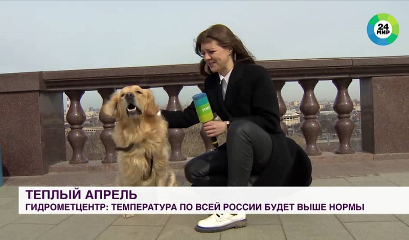 A golden retriever in Russia interrupted a live telecast by grabbing the microphone of the reporter. u00e2u20acu2022 Screenshot via YouTube  