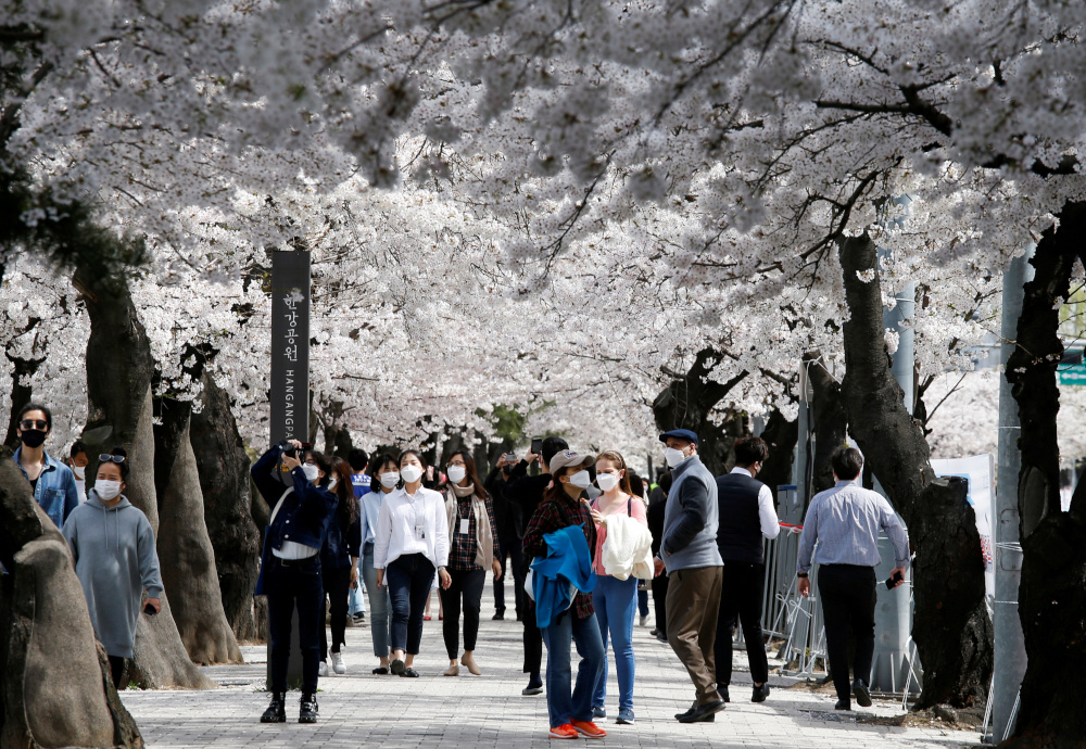 People walk near a cherry blossom street, closed to avoid the spread of the coronavirus disease in Seoul, South Korea, April 1, 2021. u00e2u20acu201d Reuters pic 