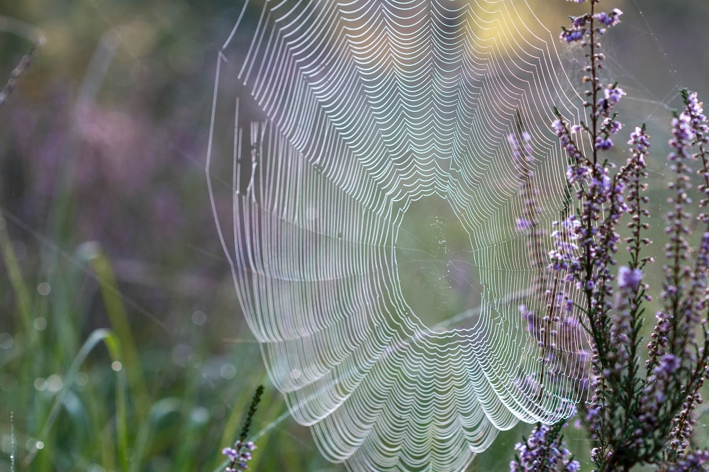 Spider silk is thought to be one of the world's most hard-wearing materials. u00e2u20acu2022 Unsplash pic via ETX Studio