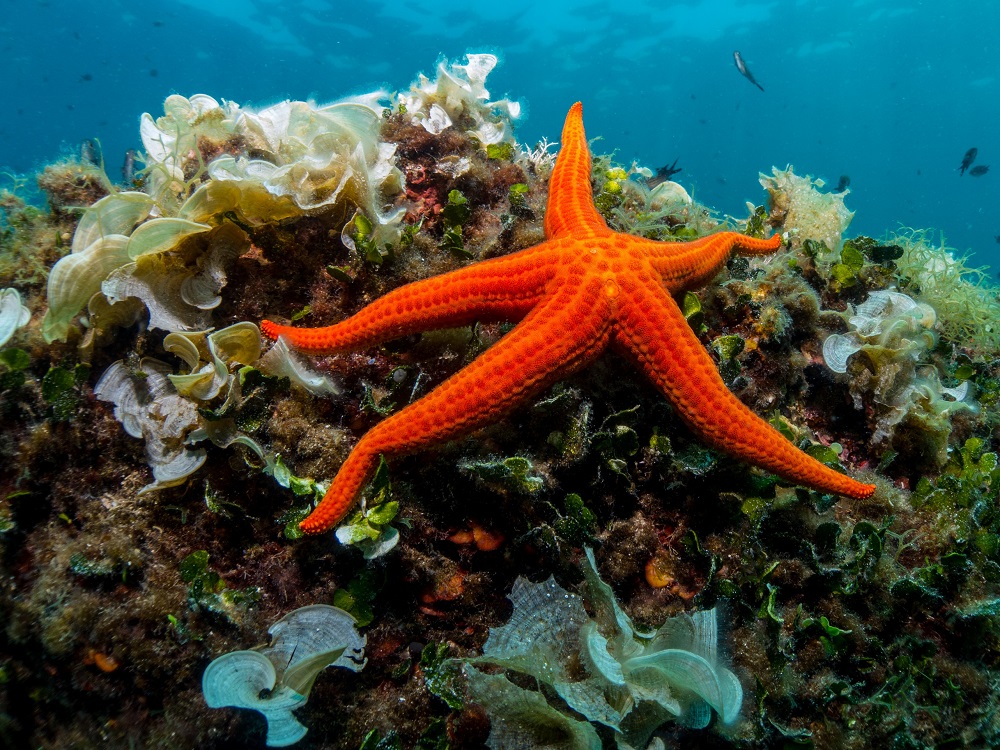 Starfish could soon be our top beauty allies when it comes to fighting wrinkles and fine lines. u00e2u20acu2022 Shutterstock pic via ETX Studio