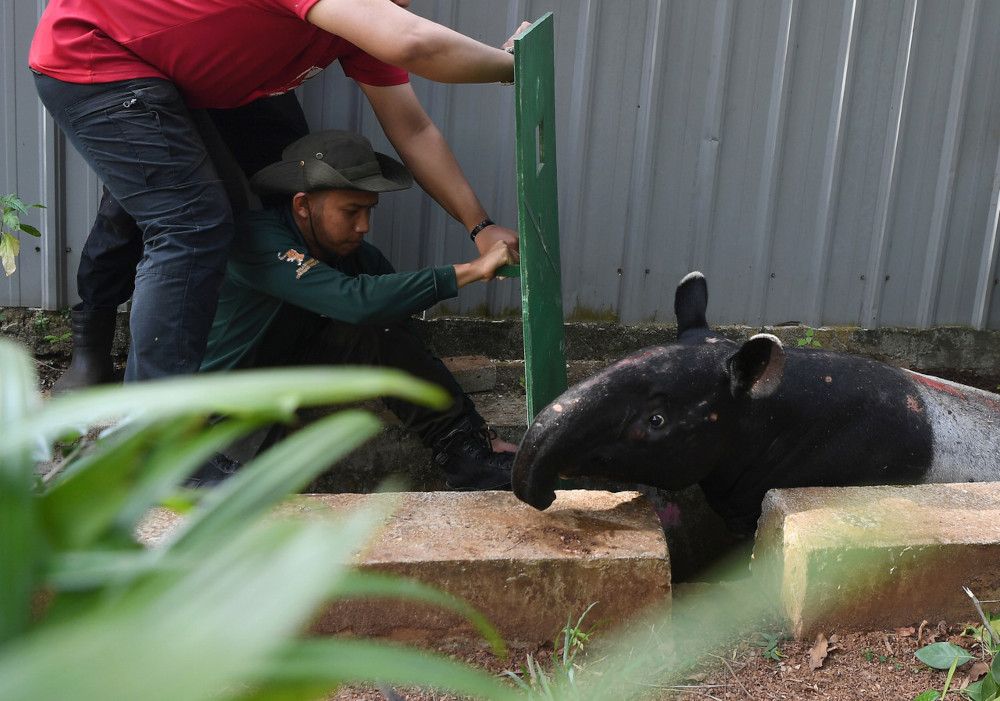 File picture of Perhilitan staff extricating an adult male tapir trapped in a drain at Sekolah Menengah Kebangsaan Sungai Soi in Pahang, February 25, 2021. u00e2u20acu201d Bernama pic 