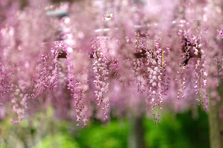 Wisteria flowers in pink profusion.