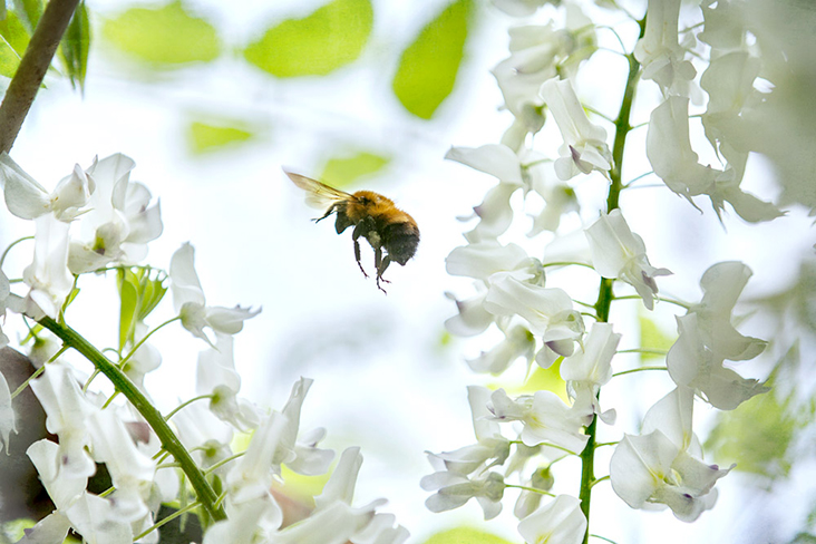 Like bees to honey, this tiny fellow flits towards nectar-rich wisteria blossoms.