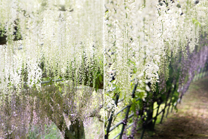 A white shower of snowy wisteria blooms.