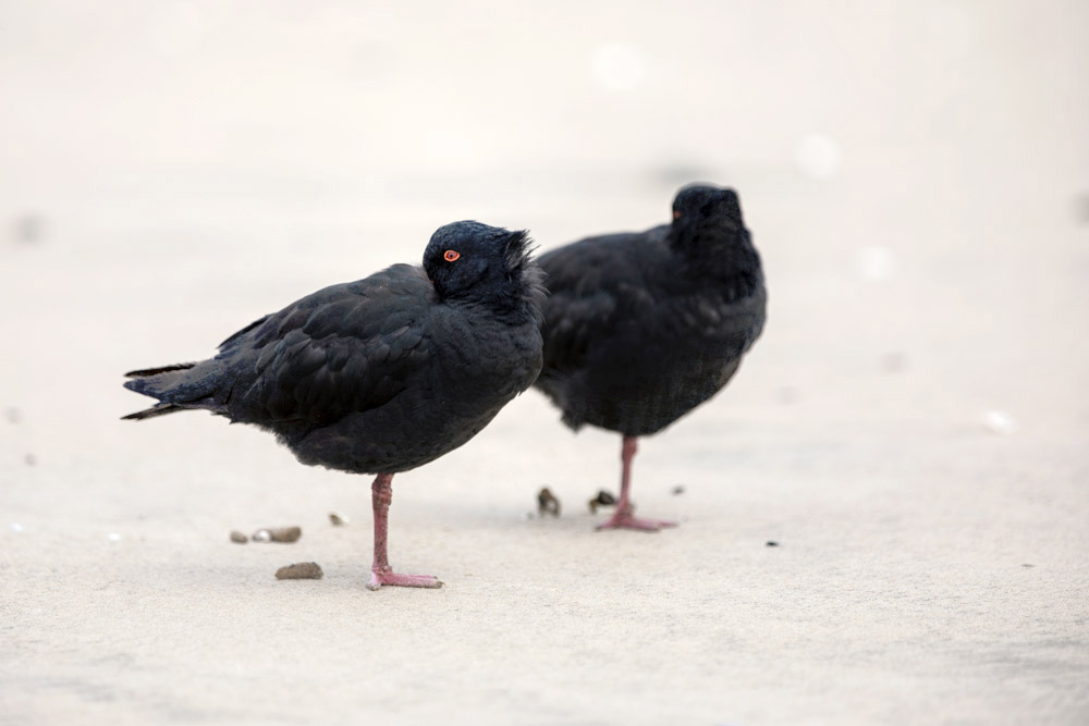 A pair of oystercatchers resting on the beach.