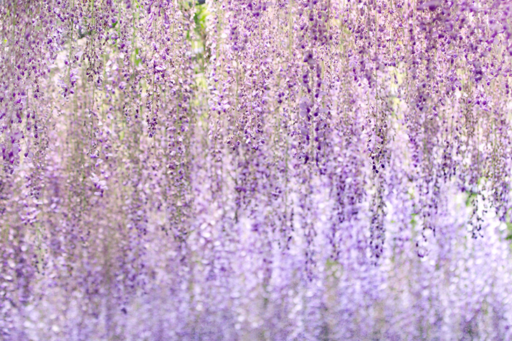 Curtain call: The last blossoms of spring herald a soon to arrive Japanese summer.