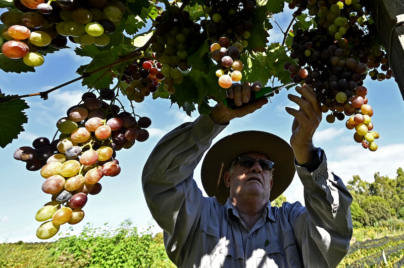 Grape producer Luis Zambrana harvests grapes at a vineyard in Valle de la Concepcion community, some 30 km from Tarija, Bolivia on March 27, 2021. u00e2u20acu201d AFP pic