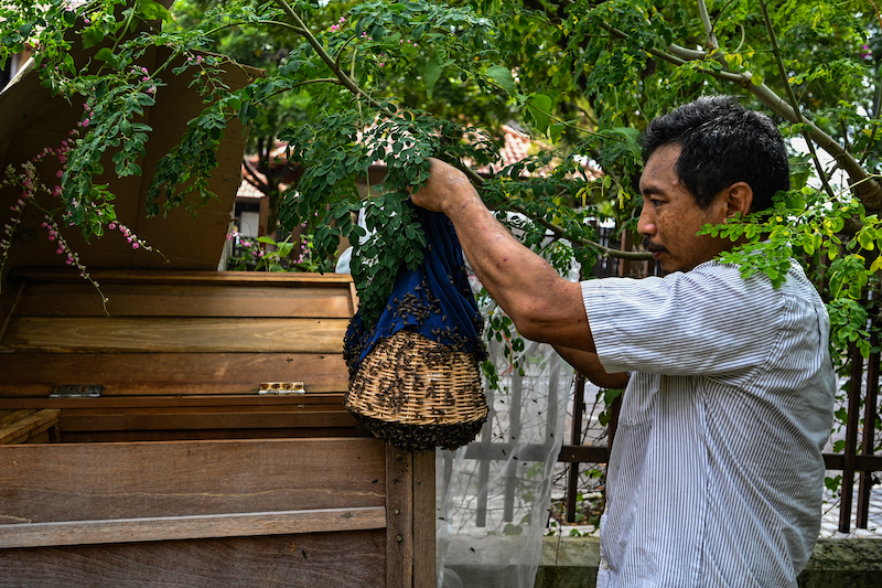 This picture taken on April 23, 2021 shows Ooi Leng Chye from the MY Bee Savior Association releasing rescued bees into a Langstroth hive at a house in Kuala Lumpur.  u00e2u20acu201d AFP pic