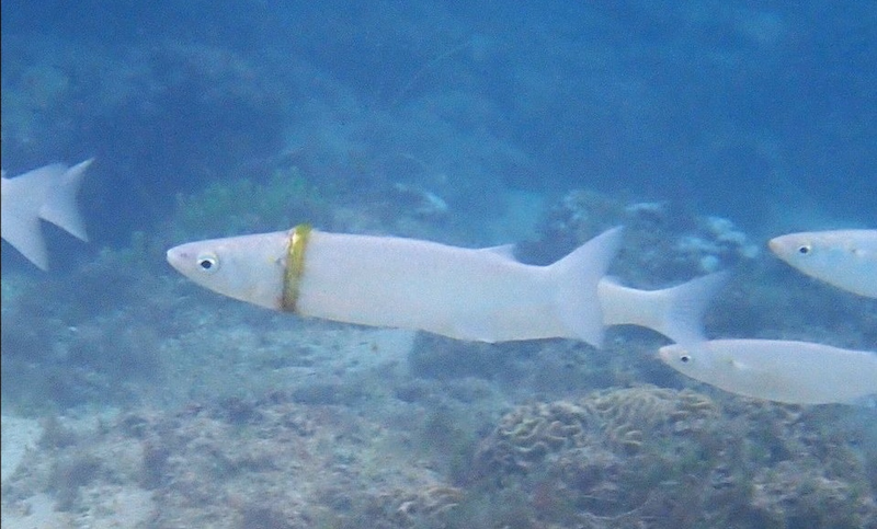 An Australian couple has a snorkeller and a fish to thank for finding their missing wedding ring. u00e2u20acu201d Photo via Facebook/ Norfolk Island Time
