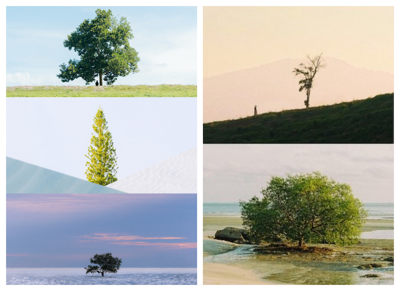 Rafiq Farhan's compilation of the trees made other Twitter users share their own pictures of solo trees. u00e2u20acu201d Picture via Twitter/RafiqFarhan