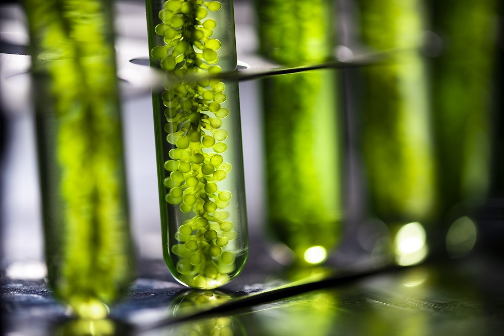 Is it just too far-fetched to imagine that algae grown in a photo-bioreactor can solve malnutrition and change the global food system? u00e2u20acu201d Getty Images via ETX Studio
