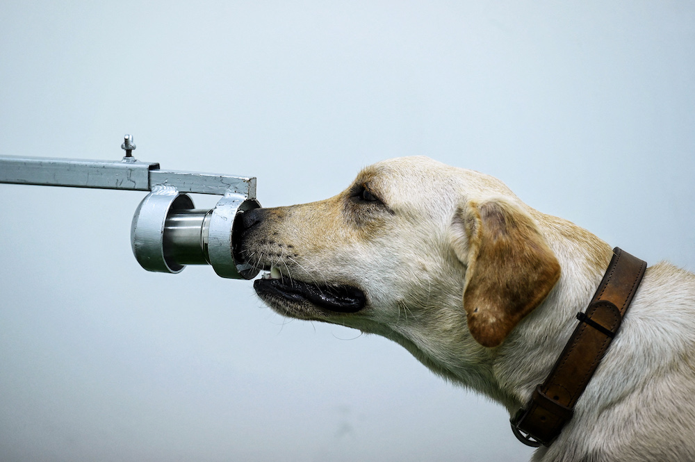 Bobby the K9 retriever dog sniffs sweat samples, in a test to detect the Covid-19 coronavirus through volatile organic compounds, at the Faculty of Veterinary Science in Chulalongkorn University in Bangkok on May 21, 2021. u00e2u20acu201d AFP pic